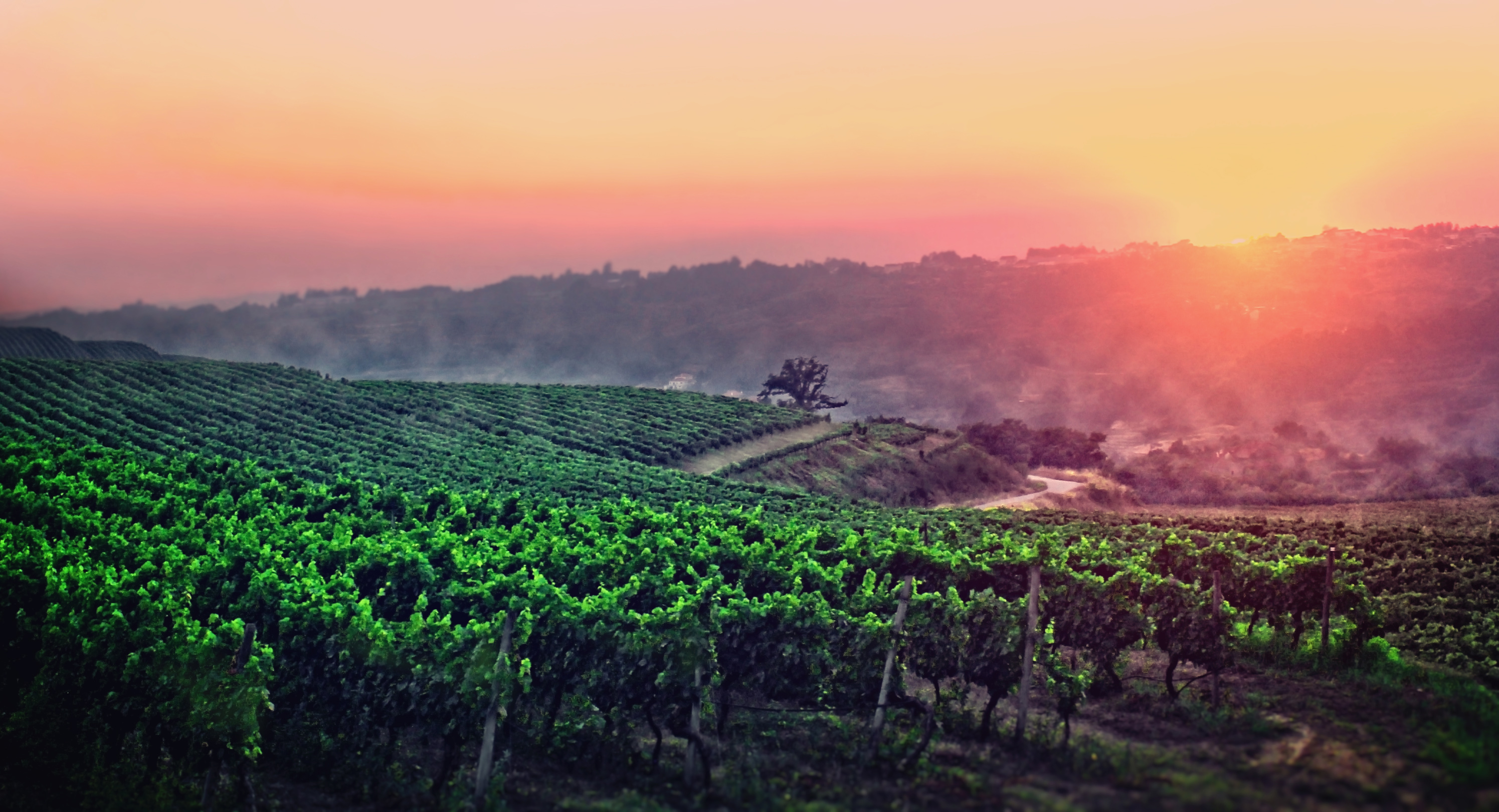 A New Dawn is Breaking - A Vineyard in Central Portugal - Penalva do Castelo