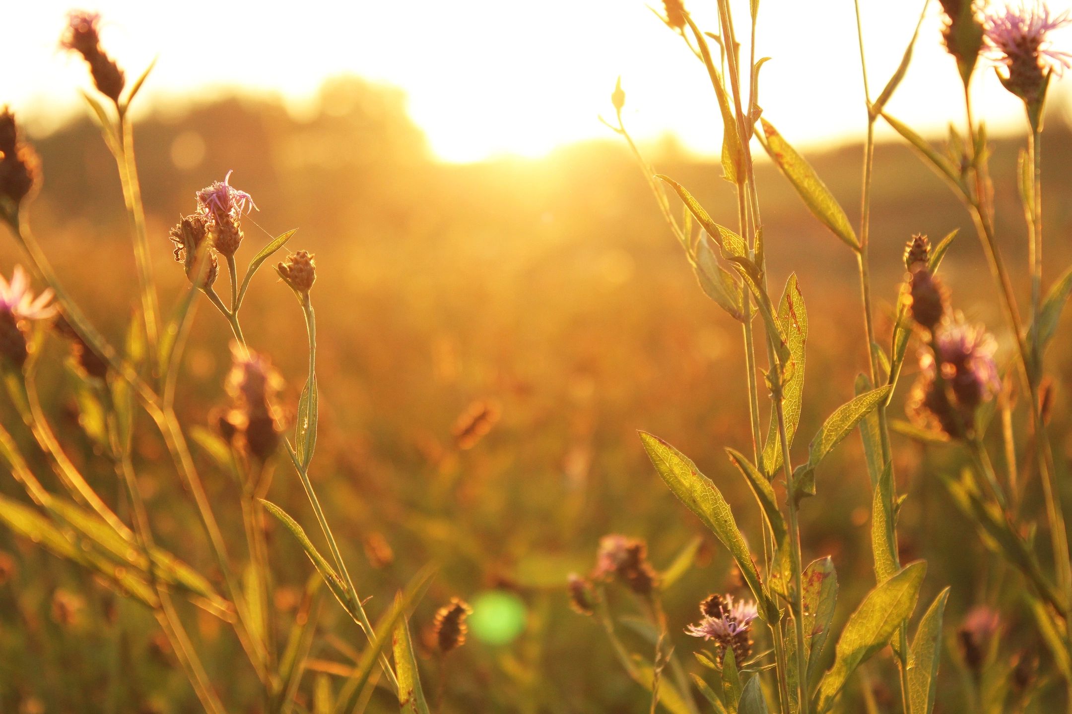 A field of grass with the sun shining in it.