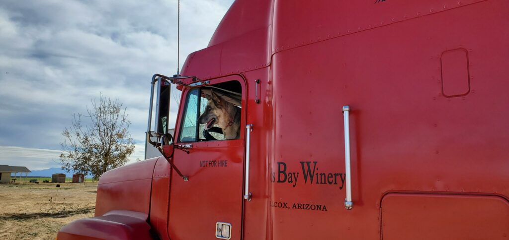 Nikita the German Shepherd in drivers seat of truck 