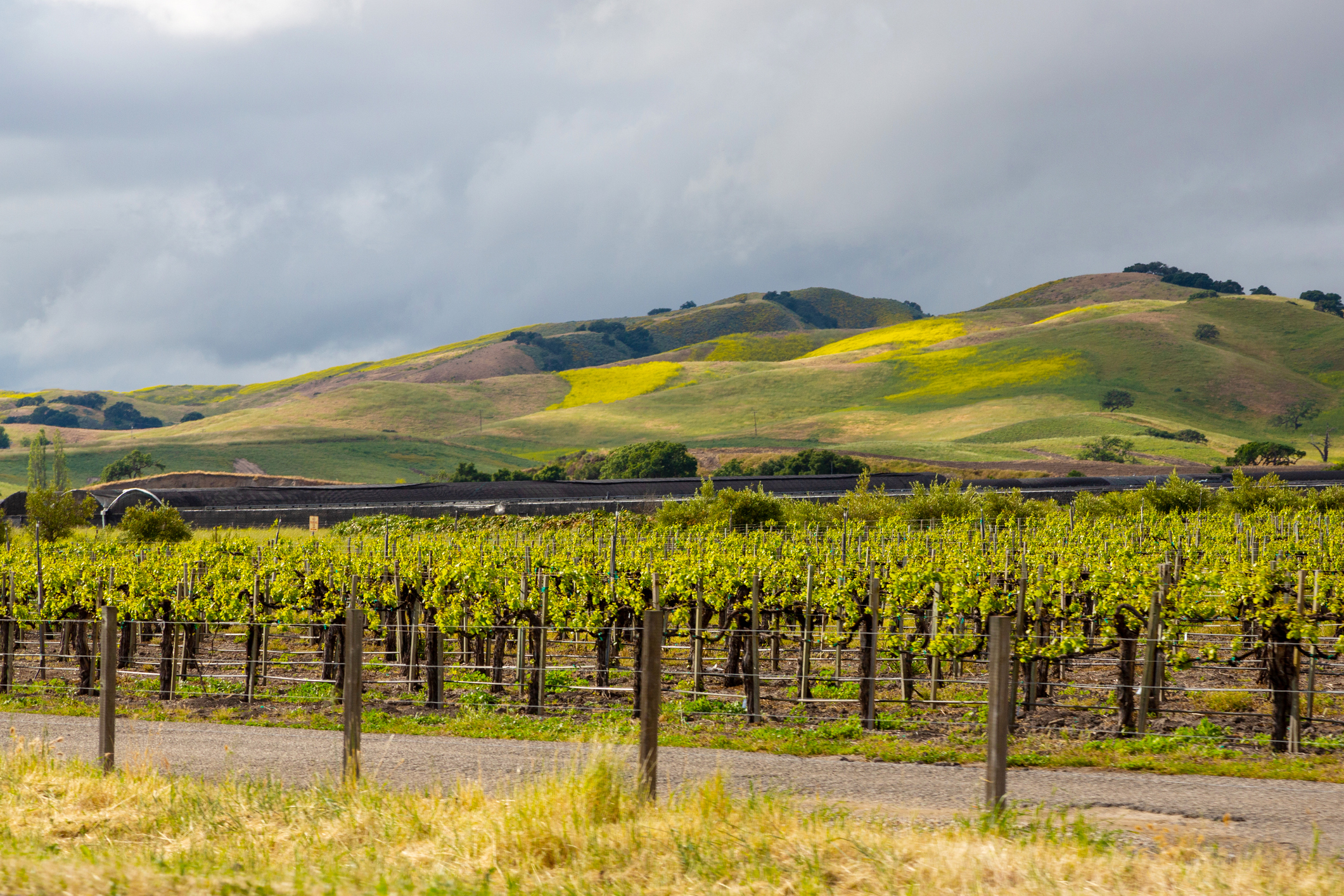 Organic vineyards with mountians in the background landscape of vineyards in wine region in Arizona. Organic vineyards with mountians in the background. Rows of grape bushes grow in the mountains. Landscape with vineyards and road, hills and mountains